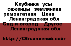 Клубника, усы, саженцы, земляника ремонтатная › Цена ­ 10 - Ленинградская обл. Сад и огород » Другое   . Ленинградская обл.